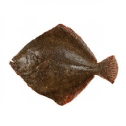 Turbot Fish