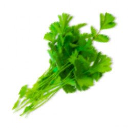 Coriander