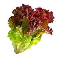 Red Lettuce