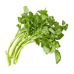 Watercress