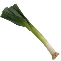 Leek