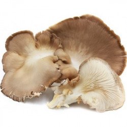 Pleurotus Mushroom