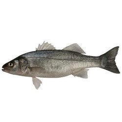 Sea Bass